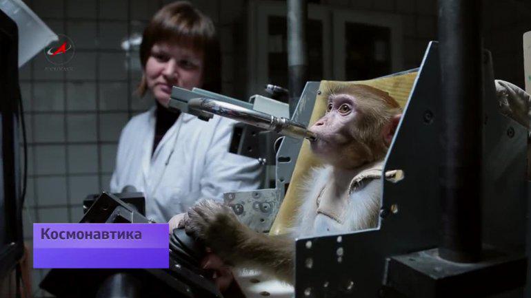 ​Así entrena Rusia a los monos que irán a Marte [VIDEO]