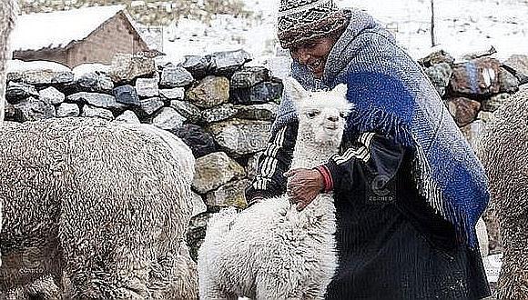 Las sequías y las heladas redujeron la población de alpacas, ovinos y vacunos