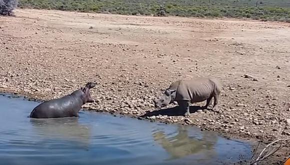 ​YouTube: ¡Impactante! hipopótamo mata a rinoceronte tras intentar beber de su charco