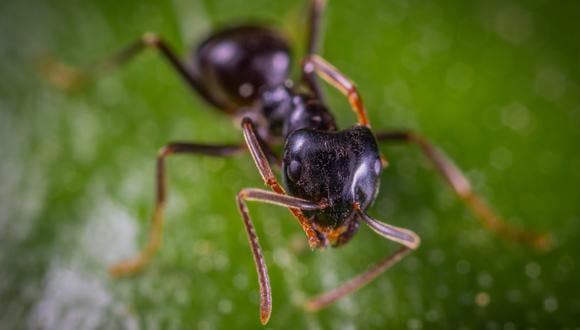 Trucos caseros para eliminar las hormigas de las plantas sin usar productos químicos. (Foto: Pexels)