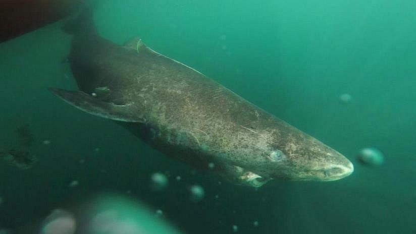 Cortan la cola a un tiburón por diversión y causan indignación (VIDEO)