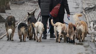 Argentina: jauría de más de 10 perros mató a un hombre de 53 años