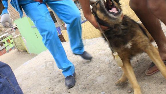 Arequipa: Detectan primer caso de rabia canina del 2016 en Miraflores