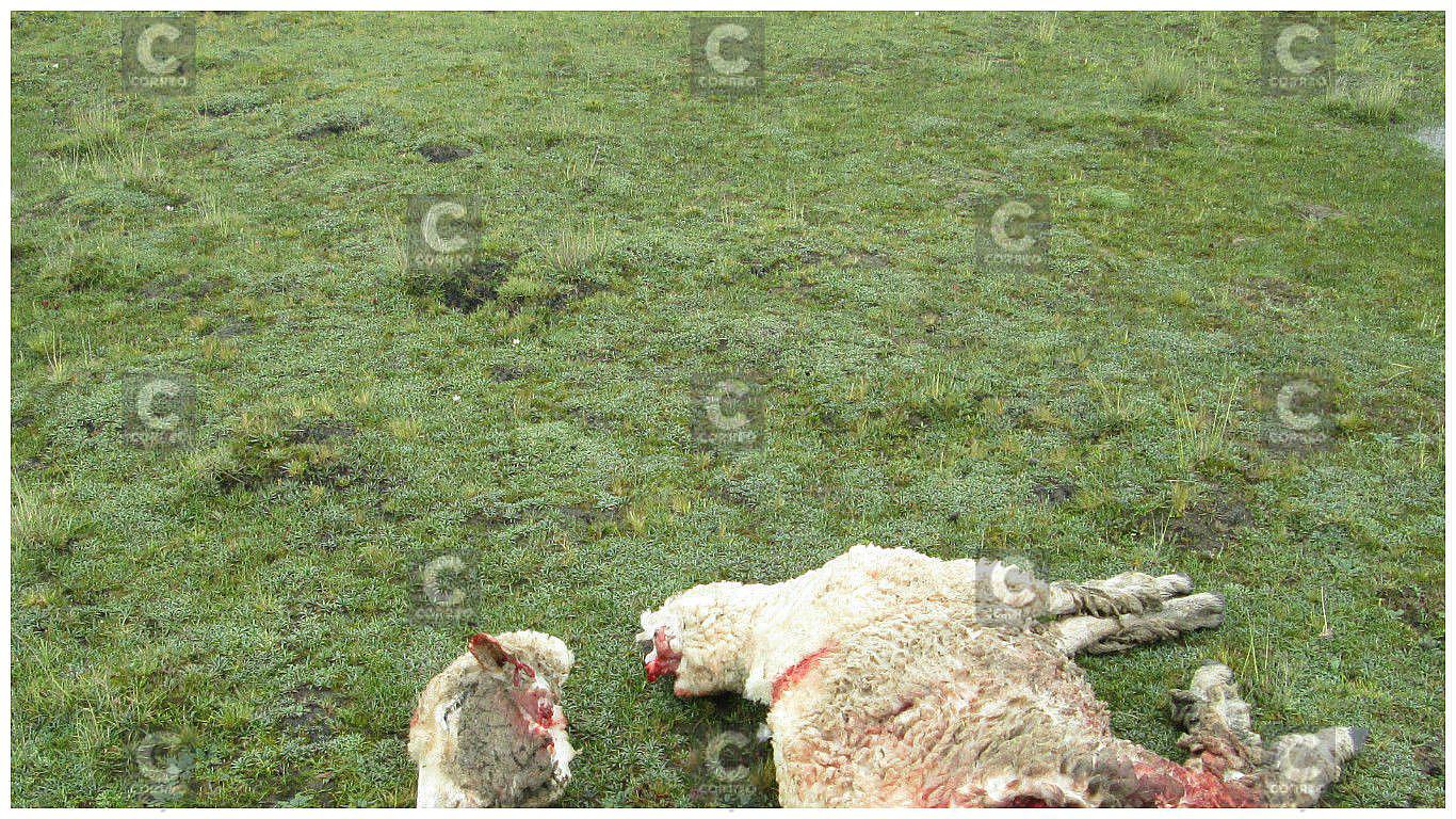 Perros atacan y devoran siete ovejas