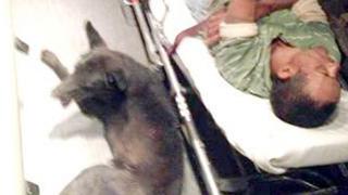 Perro viaja 15 kilómetros en parachoques de ambulancia donde viajaba su amo 