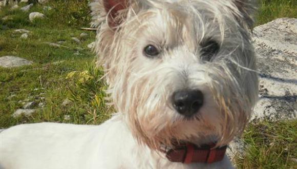 Francia: Juez "interroga" a un perro como testigo de homicidio