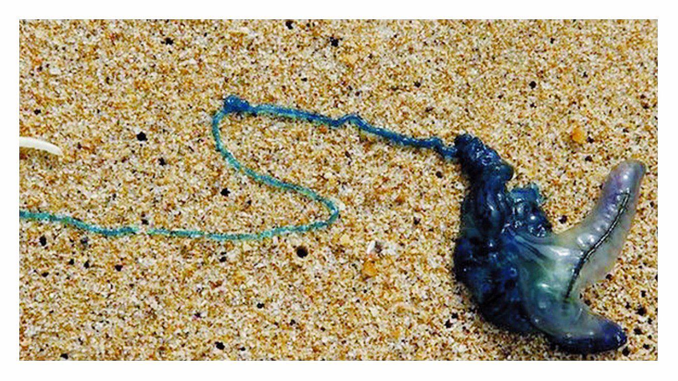 Alerta en playas por extraña especie