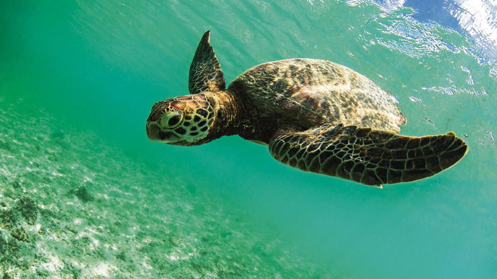 Solo 1 de cada de cada 1.000 crías de tortugas marinas que salen del nido logra llegar a la adultez.