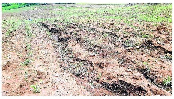 ​Agricultores de Pucará sufren por hectáreas de maíz, papa y otros dañados con granizada 