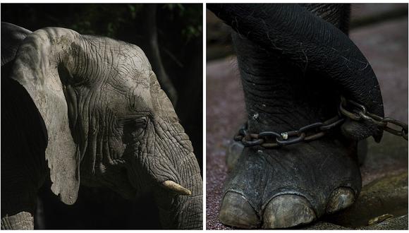 Argentina: tres elefantes tendrán sus abogados tras denuncia de maltrato animal en zoo