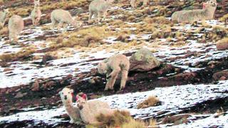 Frío mata a crías de caballo y ovino en Congalla