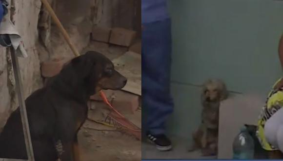 Piden ayuda a veterinarias para perros encontrados tras la explosión en Villa el Salvador