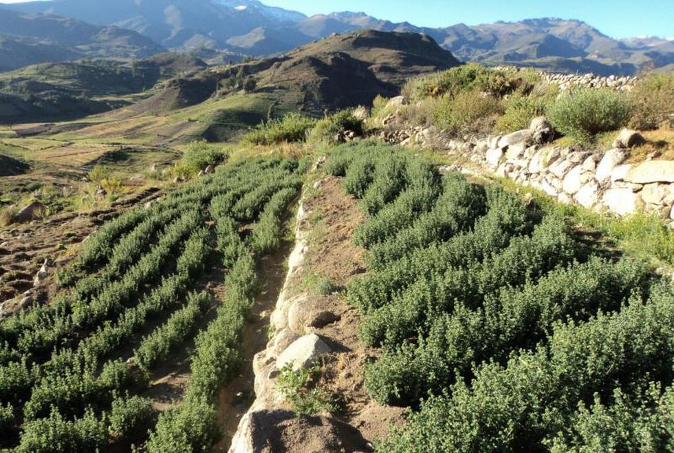 Producción del orégano en caída por fenómeno