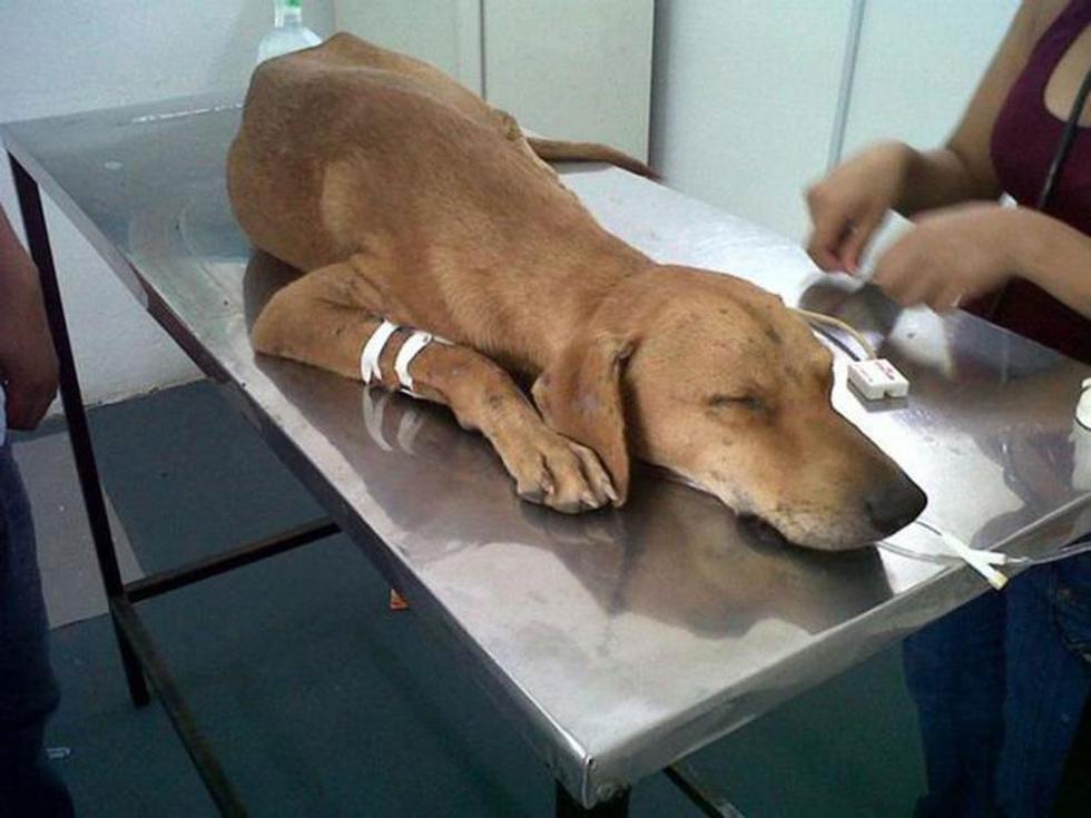 Historia de Don Félix y 'Lobito' conmueve en redes  