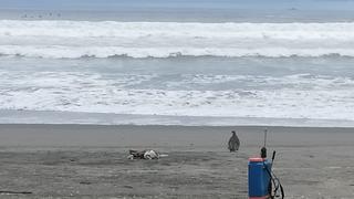 Pelícanos muertos en playas de Arequipa generan temor en visitantes
