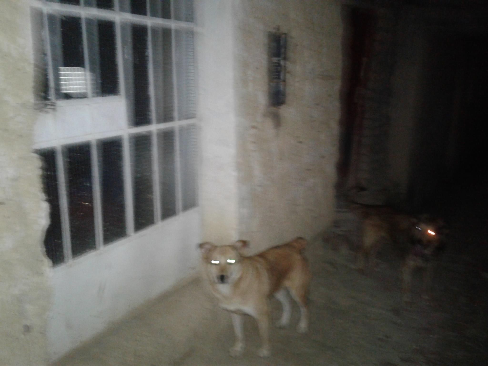 Mujer ahorcó a un perro porque este 'cortejaba' a su mascota 