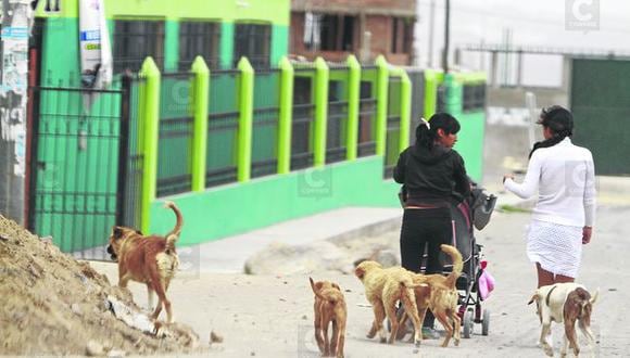 Rabia canina: 8 mil perros callejeros hay en la región