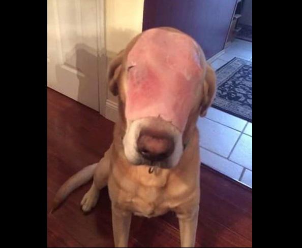 Facebook: ​broma pesada con supuesto 'perro herido' causa indignación en las redes