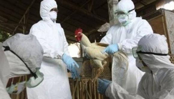 Senasa fiscaliza las 130 granjas de Arequipa para evitar comercialización de aves infectadas.  El virus de la gripe aviar se destruye con temperatura alta. (Foto: Difusión)
