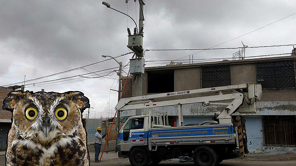 Un búho provocó apagón en dos provincias de Moquegua