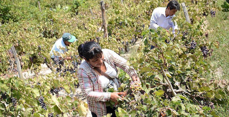 Ocho nuevos proyectos serán financiados por el Fondo Quellaveco