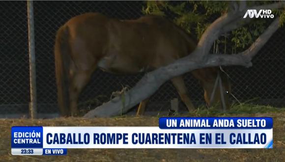 El animal se encuentra abandonado en el Callao. Foto: ATV