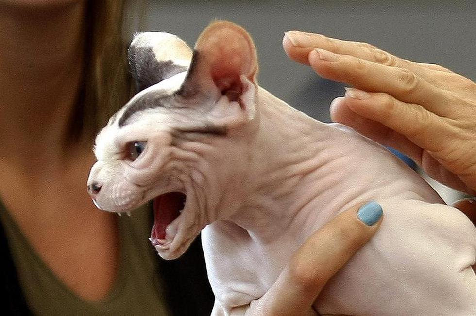 VI Exposición Internacional Felina: Conoce a los gatos participantes (FOTOS)