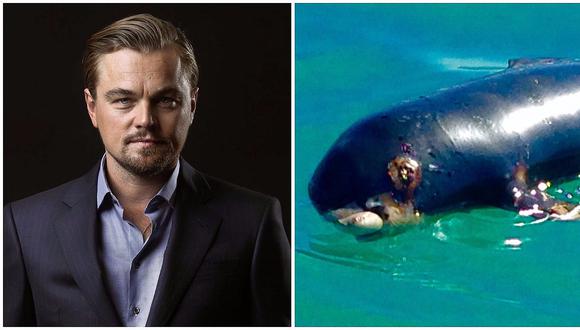 L​eonardo DiCaprio insiste en campaña y pide de nuevo salvar la vaquita marina  
