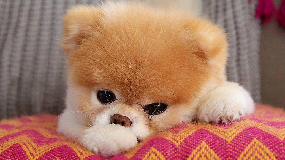 Muere a los 12 años Boo, "el perro más lindo del mundo" (FOTOS)