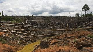 Proyecto de ley genera alerta por facilitar la deforestación 
