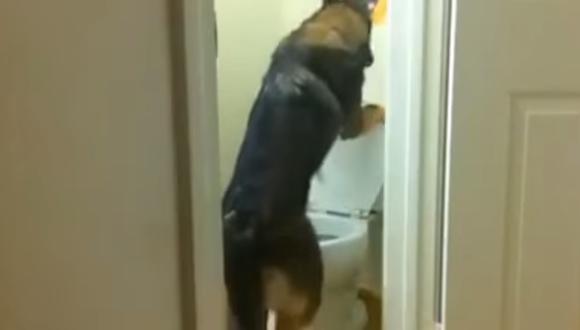 YouTube: Perro orina en inodoro y tira la palanca (VIDEO)