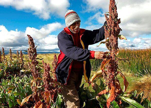 Puno: granos andinos contienen calcio de mayor calidad que leche de vaca 