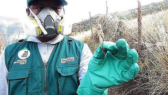 Cultivos de maíz, trigo y cebada salvan de ser atacados por plaga de langostas (FOTOS)