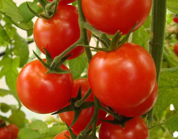 Conoce los beneficios del tomate