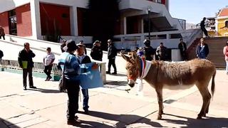Pobladores protestan con burro en contra de la jefa del SATH Huancayo (VIDEO)