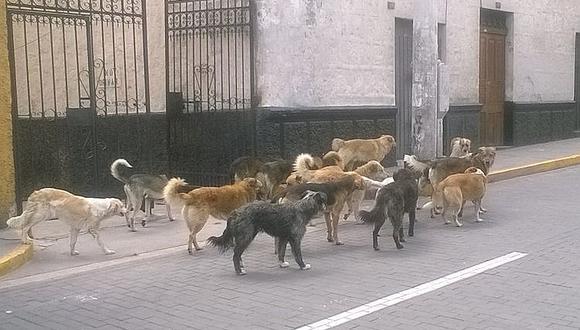 ​Campaña de vacunación contra la rabia canina terminó en Arequipa