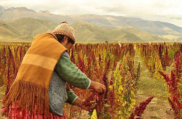 Perú cierra 2017 como primer productor de quinua en el mundo 