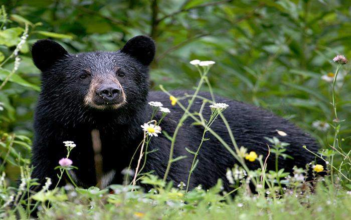 Retiran al oso negro americano de la lista de especies en peligro