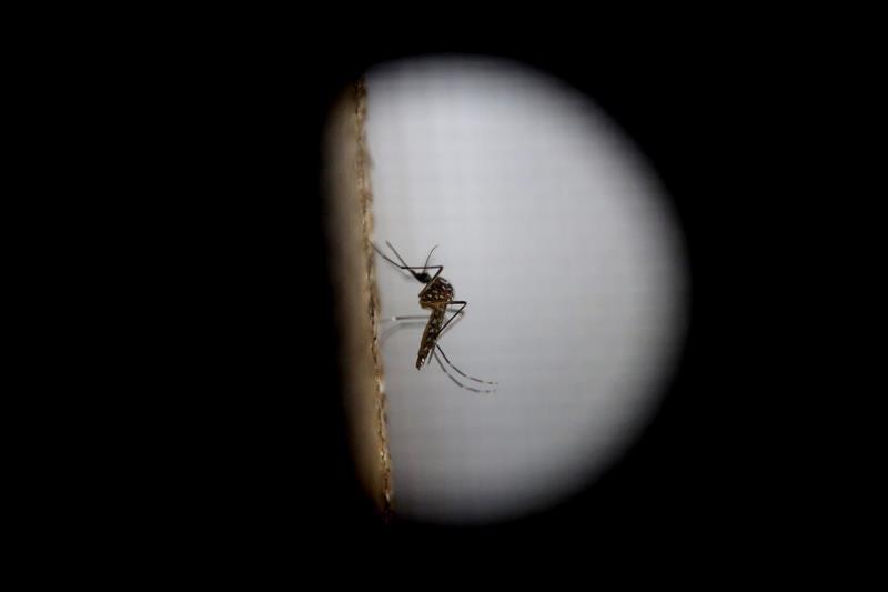 Virus Zika: OMS crea Unidad de Respuesta Global para coordinar acciones contra epidemia