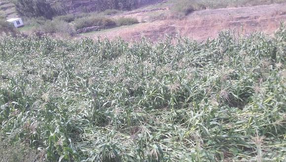 En Carumas se registra daños en la agricultura por caída de lluvias