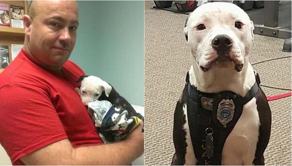 ​Pitbull fue salvado de voraz incendio y ahora forma parte del cuerpo de bomberos (FOTOS)