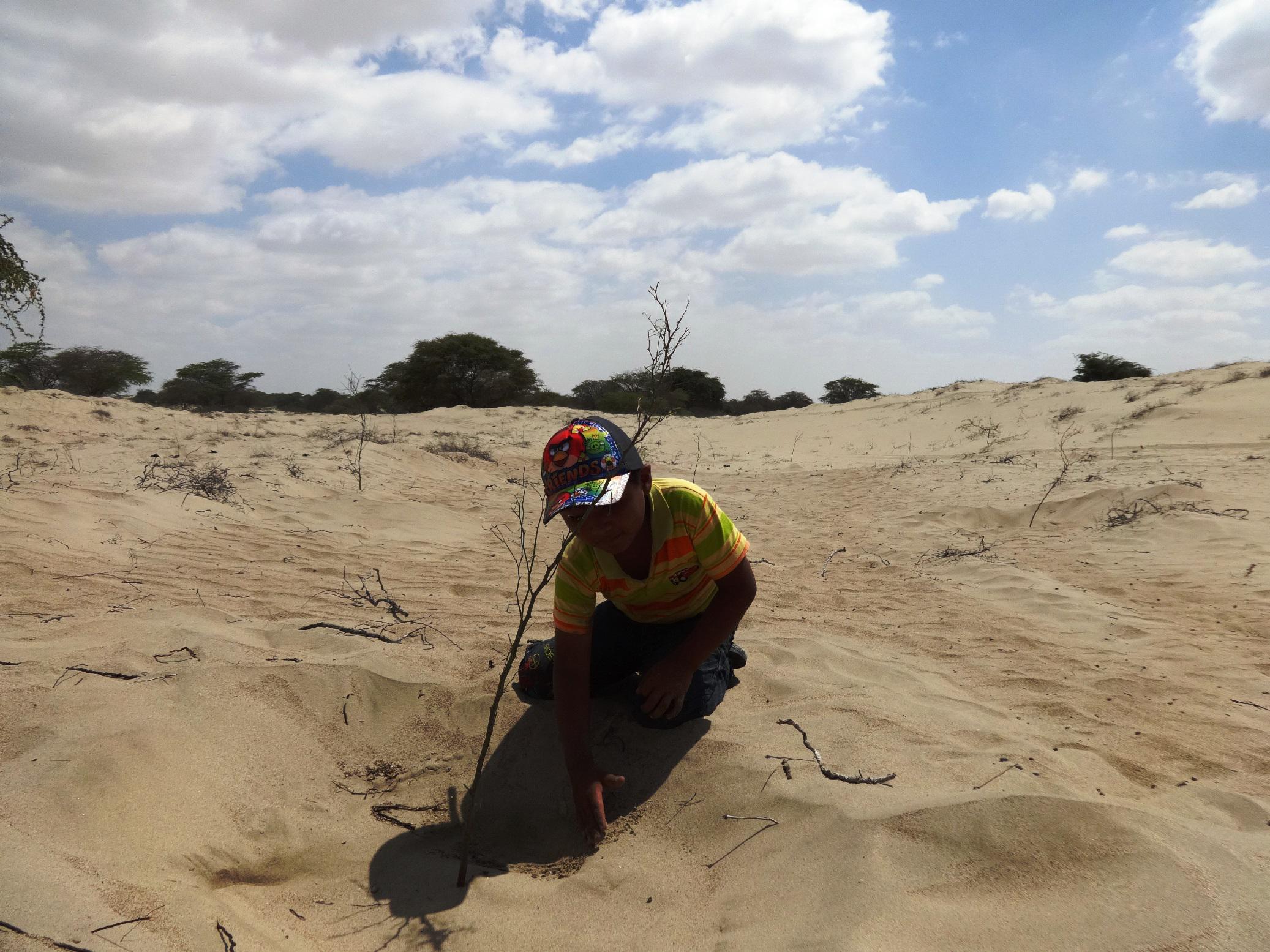 Piura: Proponen reforestar el desierto de Sechura