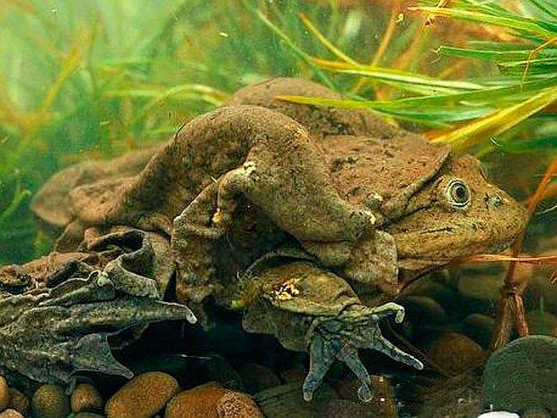 Minagri aseguró que consumir extracto de rana no beneficia a la salud