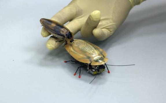 Crean cucaracha robot para localizar vidas humanas tras un terremoto