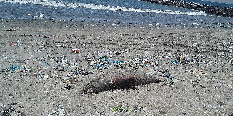 Chimbote: Aparecen 19 lobos marinos muertos en playa La Caleta 