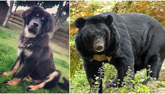 Familia adopta perro y después de dos años descubre que es un oso (VIDEO)