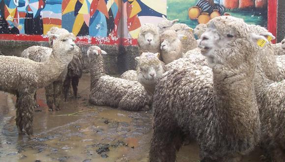 Abigeos sustraen 11 alpacas y 4 caballos de Tusi y Vilcabamba 