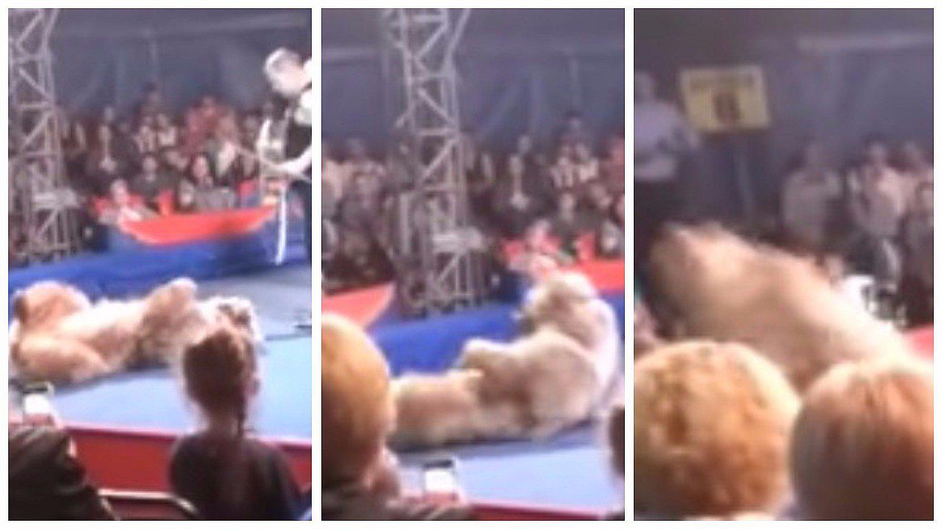 YouTube: oso ataca a público en pleno show circense y causa pánico (VIDEO)
