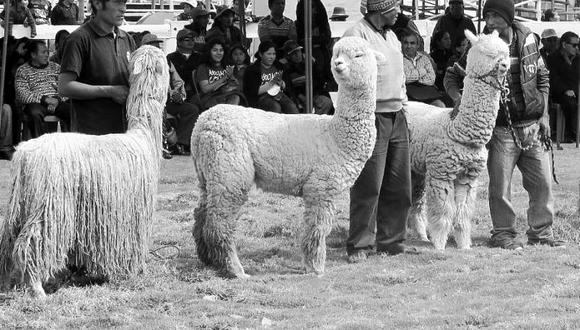 Tráfico de alpacas en Quiquijana
