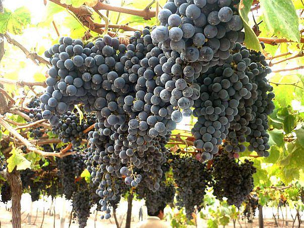 ​Uvas peruanas: República Dominicana es un nuevo mercado